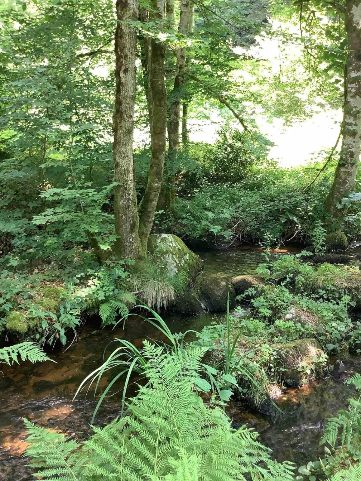 Woodland